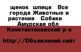 щенок  шпица - Все города Животные и растения » Собаки   . Амурская обл.,Константиновский р-н